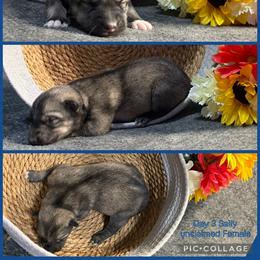 Sally - Agouti and white female Siberian Husky puppy in Canton, Ohio from Bleu Skies Siberian Huskies
