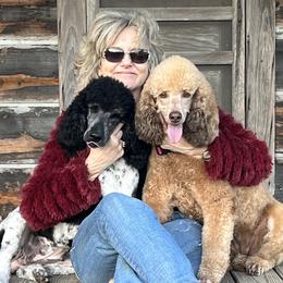 Poodles from MORGAN CREST POODLES