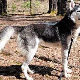 Snow - Siberian Husky