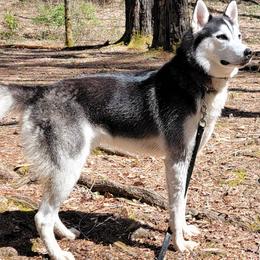 Snow - Siberian Husky