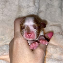 Cavalier King Charles Spaniel Puppies from Cassie’s Cavaliers
