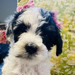 Sugar - Tri-color female Bernedoodle puppy in Sherman, Illinois from Shirl Doodle Life