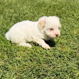 Passion - Cream female Havanese puppy in Cadwell, Georgia from Hashtag Havenese