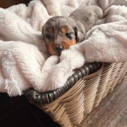Phoebe - Dapple female Dachshund puppy in Broomfield, Colorado from Jessi’s Longdog Lounge