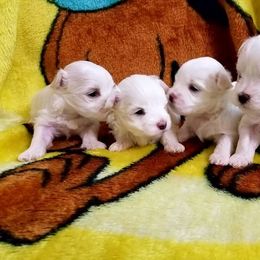 Mal-Shi and Maltese Puppies from Austin Maltese Babies
