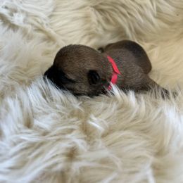 Ms. Red - Red female Cairn Terrier puppy in Pottersville, Missouri from Cairn Terriers of Heatherridge,LLC