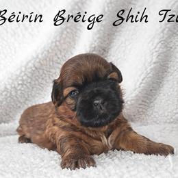 GINGER - Red female Shih Tzu puppy in Las Vegas, Nevada from Beirin Breige Shih Tzus