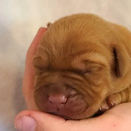 Labrador Retrievers from Field and Family Labradors