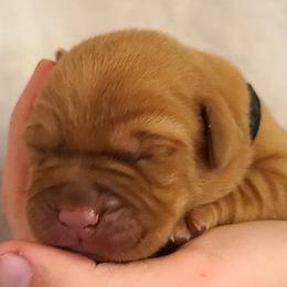 Labrador Retrievers from Field and Family Labradors