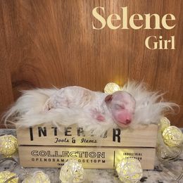 Poodle Puppies from Pure Parti Poodles