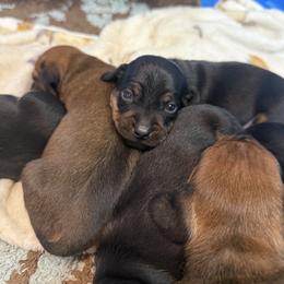 Dachshund Puppies from The dachshunds