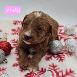 Minky - Red  female Goldendoodle puppy in Neillsville, Wisconsin from Granton Creek