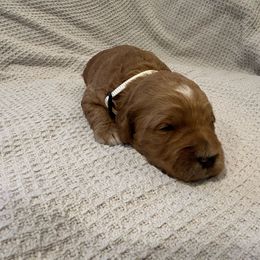 White collar boy - Apricot Goldendoodle puppy in Ellington, Connecticut from Willow Grace Doodles