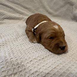 White collar boy - Apricot Goldendoodle puppy in Ellington, Connecticut from Willow Grace Doodles