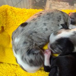 Hattie - Blue merle female Toy Australian Shepherd puppy in Tremont, Tennessee from 2 Blue Toy Aussies