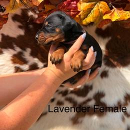 2 black - Black and rust female Doberman Pinscher puppy in Fraziers Bottom, West Virginia from Loyal Hearts Farm / RK's Dobermans