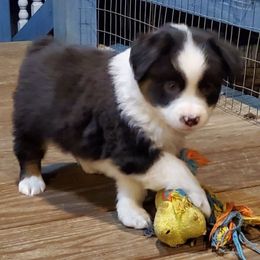 Autumn - Black tri female Miniature Australian Shepherd puppy in Findlay, Ohio from RStar Aussies