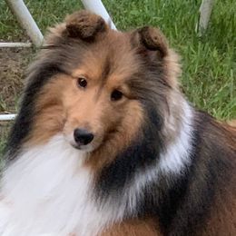 Lottie - Shetland Sheepdog