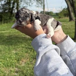 Clyde - Merle male Cockapoo puppy in Henderson, Kentucky from Emerald Acres Pups