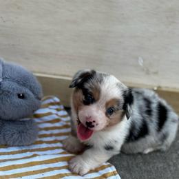 Amarillo - Blue merle and white male American Corgi puppy in Nortonville, Kansas from Low Riders Corgis & Mini Aussies