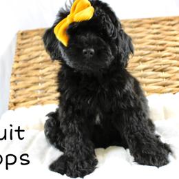 Fruit Loops - Black female Goldendoodle puppy in Casa Grande, Arizona from AzDoodle Dandies