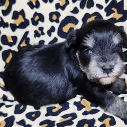 Girl 2 - Black and silver Miniature Schnauzer puppy in Dearing, Georgia from Milburn Miniature Schnauzers