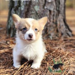 Pumpkin - Sable and white female American Corgi puppy in Cameron, North Carolina from Butts Family Corgis