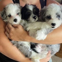 Aussiedoodle All Grown Up from Mini AussieDoodles on Meadow Lane