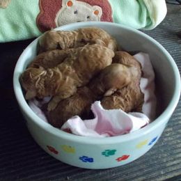 Poodle Puppies from Lowry Toy Poodles