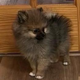 Sox - Cream sable male Pomeranian puppy in Wilmington, North Carolina from Sparkle Plenty Poms