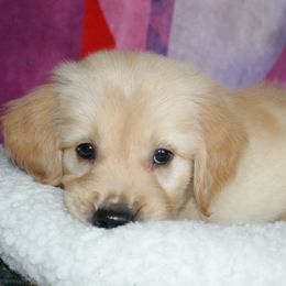 Golden Retriever Puppies from Hunnydew Goldens