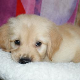 Golden Retriever Puppies from Hunnydew Goldens