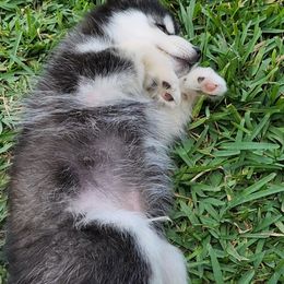 Pomsky Puppies from Way too cute Pomskies
