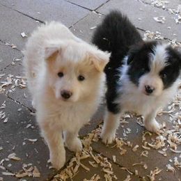 Border Collie Puppies from Balmoral Border Collies