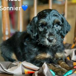 Kade Sonnier - Black phantom male Aussiedoodle puppy in Lancaster, Minnesota from Finney Ranch