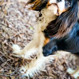 Cavalier King Charles Spaniel All Grown Up from MagPie Cavaliers