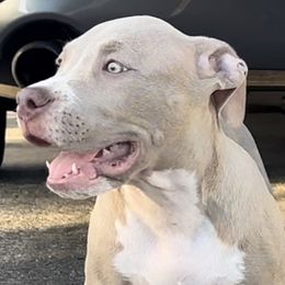 Boy 1 - Lilac American Bully puppy in Florida from Formidabull Kennels