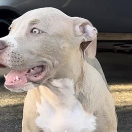 Boy 1 - Lilac American Bully puppy in Florida from Formidabull Kennels