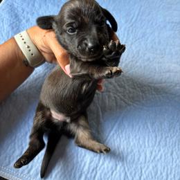 Red collar - Dapple male Dachshund puppy in Washington Court House, Ohio from Brightman's Dashing Doxies