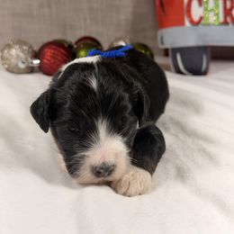 Twix - Tri-color male Bernedoodle puppy in Luana, Iowa from Country View Bernedoodles and Goldendoodles