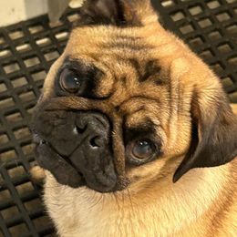 Cat - Pug
