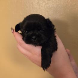 Boy 2 - Black and white male Shih Tzu puppy in Norris City, Illinois from Dainty and Darling Shih Tzu