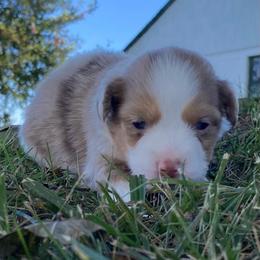 Charlotte - Red merle female Miniature Australian Shepherd puppy in California, Kentucky from Sonlight Ridge Aussies