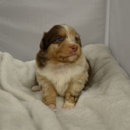 Cardi - Red merle female Australian Shepherd puppy in Guthrie, Oklahoma from BB Blu Aussies