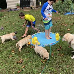 Golden Retriever Puppies from Goldnmine Kennels
