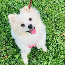Terri - Cream female Pomeranian puppy in St. Louis, Missouri from Saint Louis Pomeranian babies