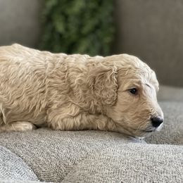 Poodle Puppies from Home of Doodles