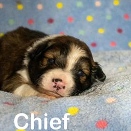Chief - male Sporty Mix puppy in Richland, Michigan from Seay's Sporty Mixes