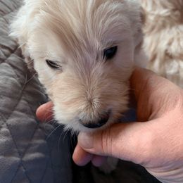 Goldendoodle Puppies from Doodlebloom Farm