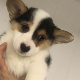 Pembroke Welsh Corgi Puppies from Little Leggs Corgis